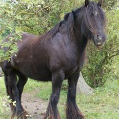 Irish Cob Pot of Gold