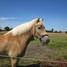 Haflinger Nord Bendorf