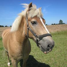 Haflinger Nord Bendorf