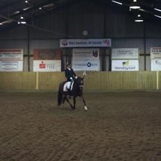 New Forest Ginnie