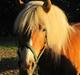 Haflinger Maddy