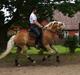 Haflinger STACHUS