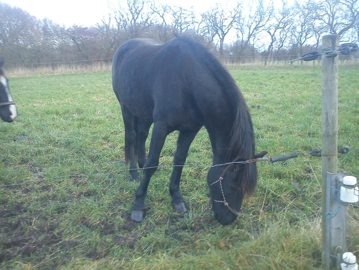 Frieser Beauty billede 15