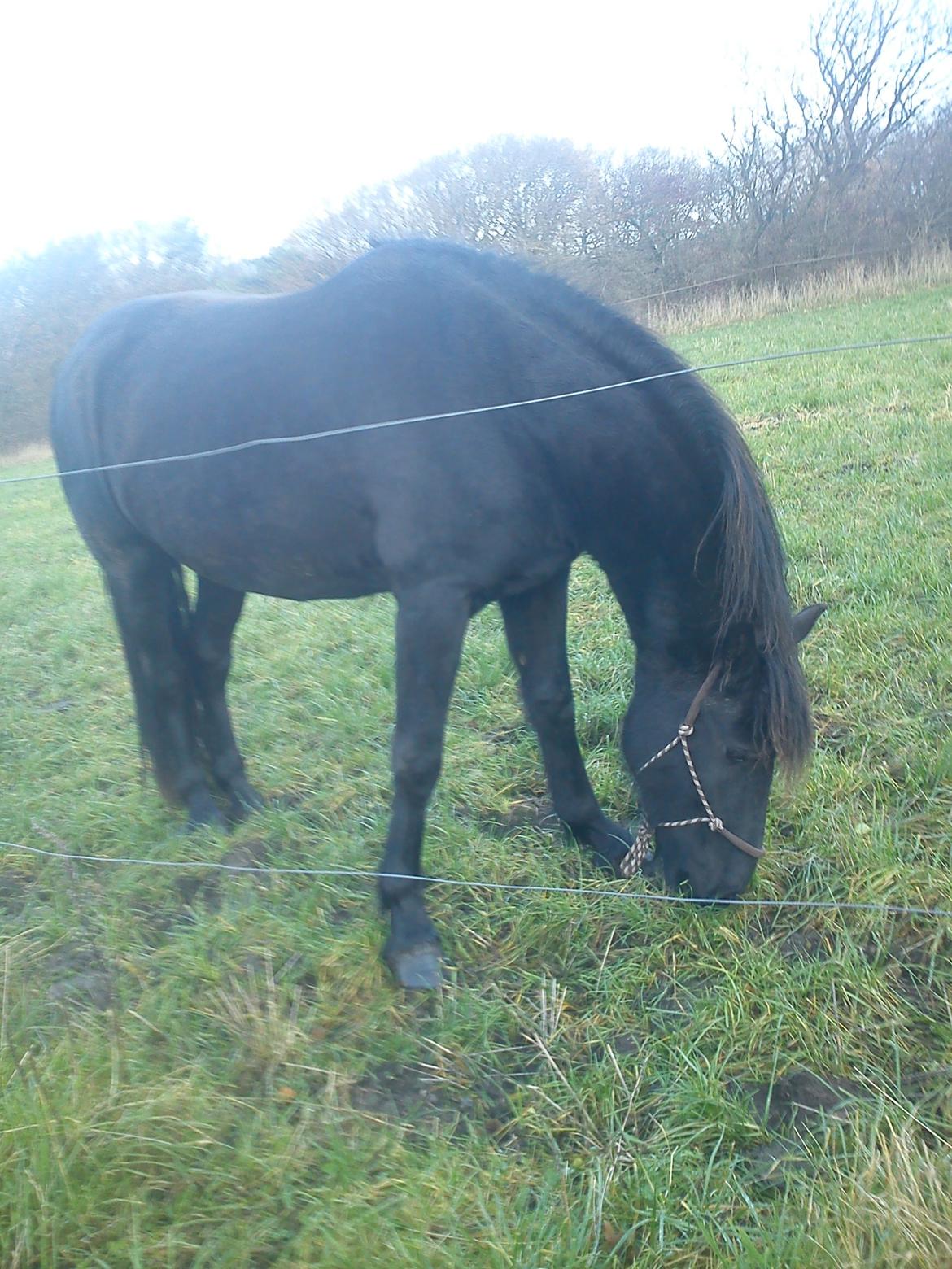 Frieser Beauty billede 16