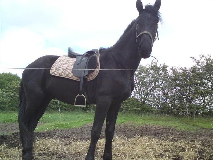 Frieser Beauty billede 14