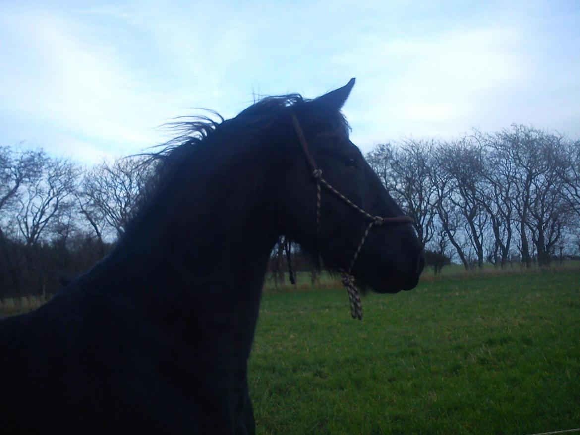 Frieser Beauty billede 17