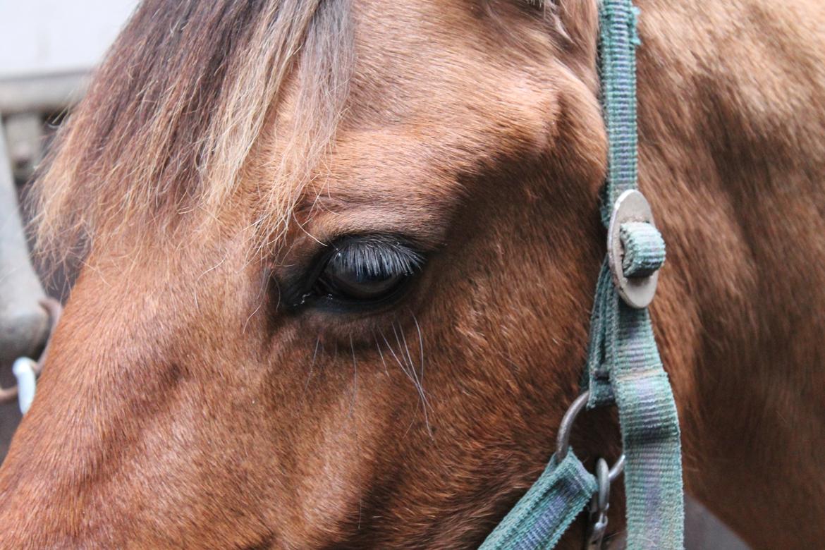 Anden særlig race Ærøs Kari [rider] billede 15