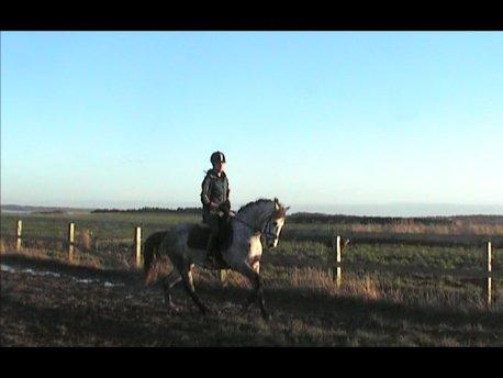 Welsh Pony (sec B) Låddenhøjs Toby (Lånepony) billede 7