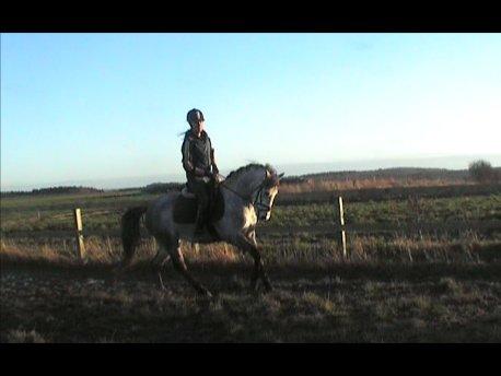 Welsh Pony (sec B) Låddenhøjs Toby (Lånepony) billede 8