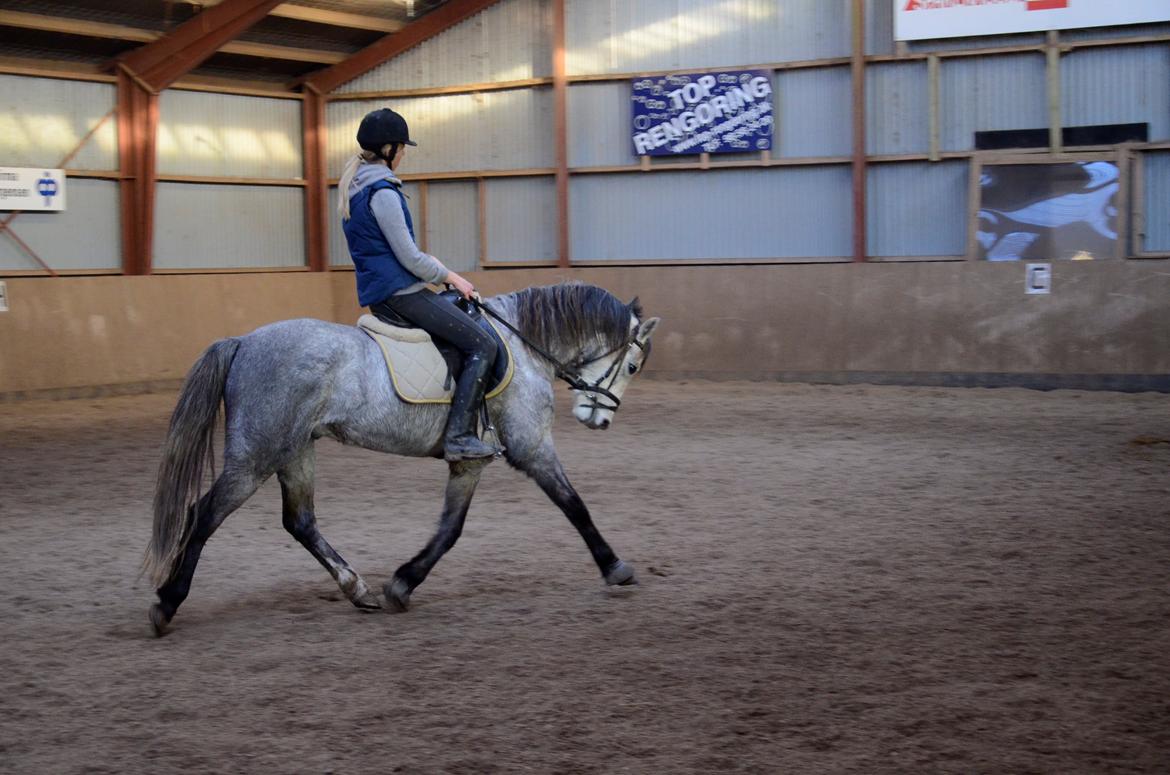 Welsh Pony (sec B) Låddenhøjs Toby (Lånepony) billede 6