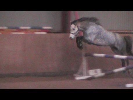 Welsh Pony (sec B) Låddenhøjs Toby (Lånepony) billede 10