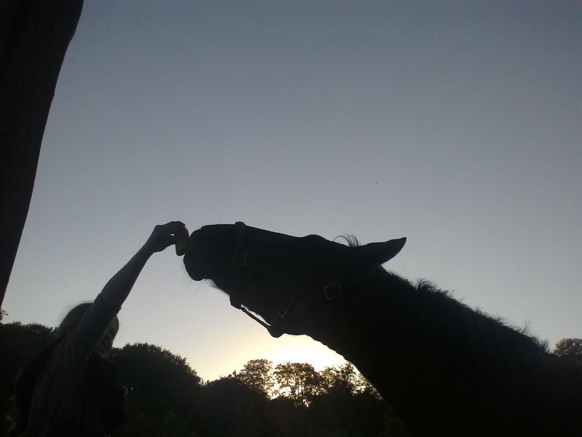 Anden særlig race Sweedy<3 billede 6