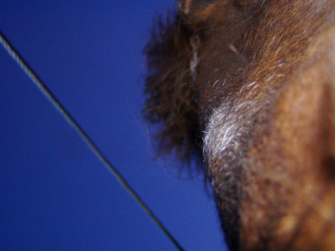 DSP Malou - Aften billeder af Malou :D billede 7