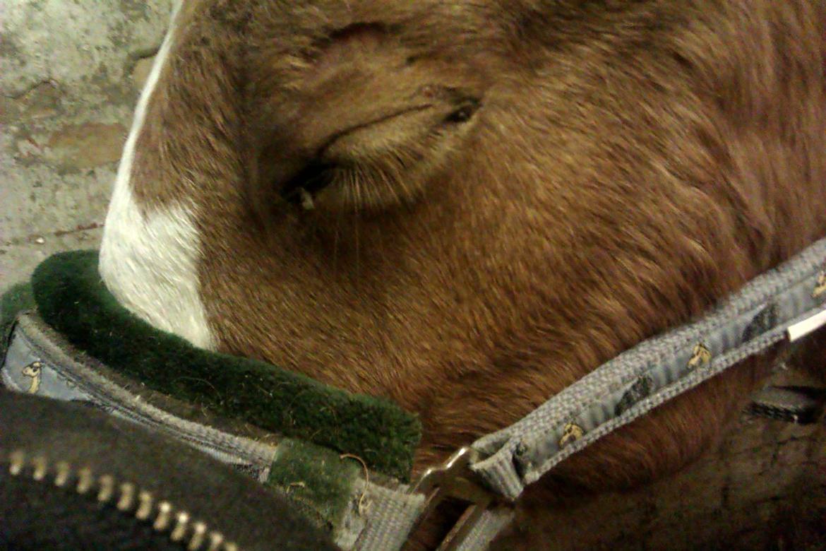 Frederiksborg - Prinsesse Tut (Musse) - Første dag i menneske hænder, sov hun i mine arme ♥   -  2/11-2012 billede 19