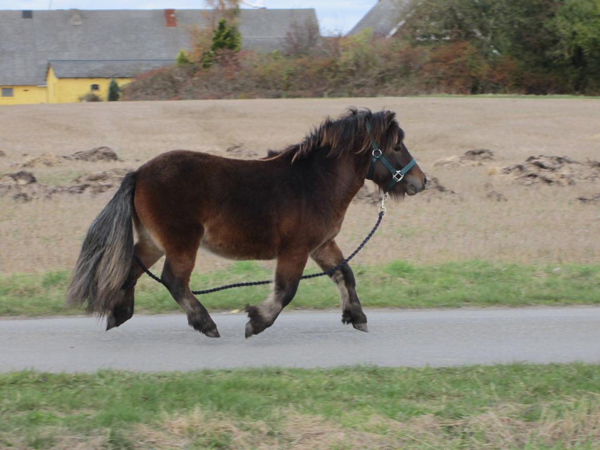 Shetlænder Thorshøjs Wombat - Wombat 1 år billede 9