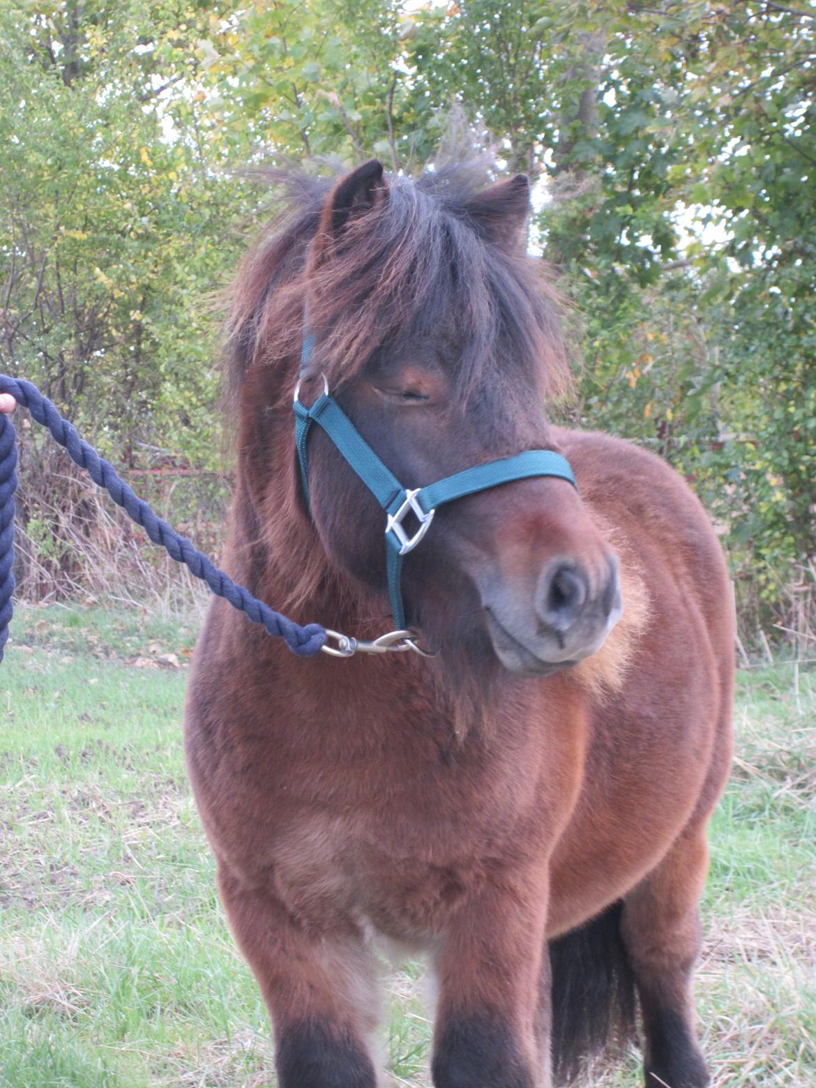 Shetlænder Thorshøjs Wombat - Wombat 1 år billede 10