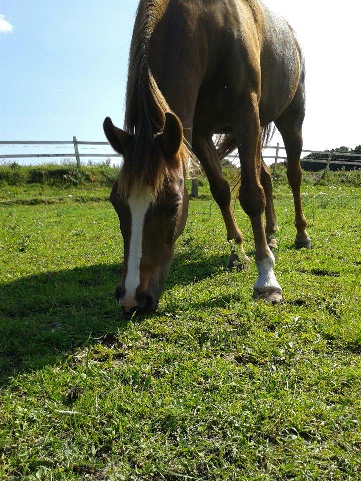 Anden særlig race ISOBELL (solgt) billede 2