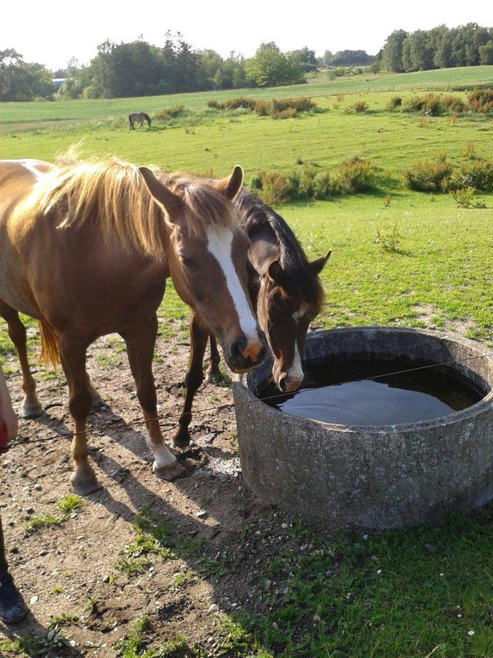Anden særlig race ISOBELL (solgt) billede 3
