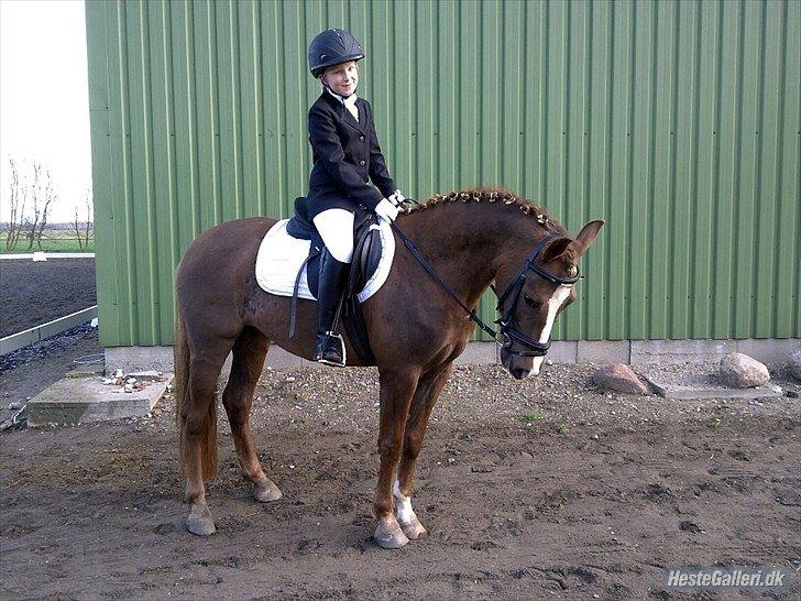 Anden særlig race ISOBELL (solgt) billede 5