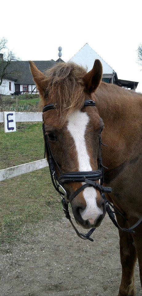 Anden særlig race ISOBELL (solgt) billede 12