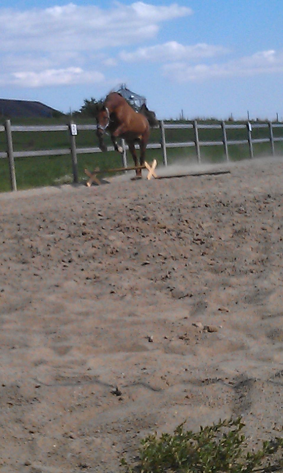 Frederiksborg Trymer - Drengen der bliver lidt vild når der er spring <3 billede 9