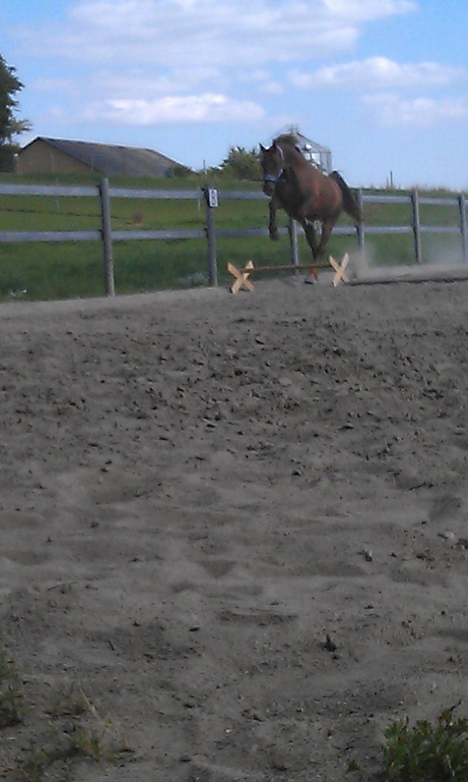 Frederiksborg Trymer billede 10