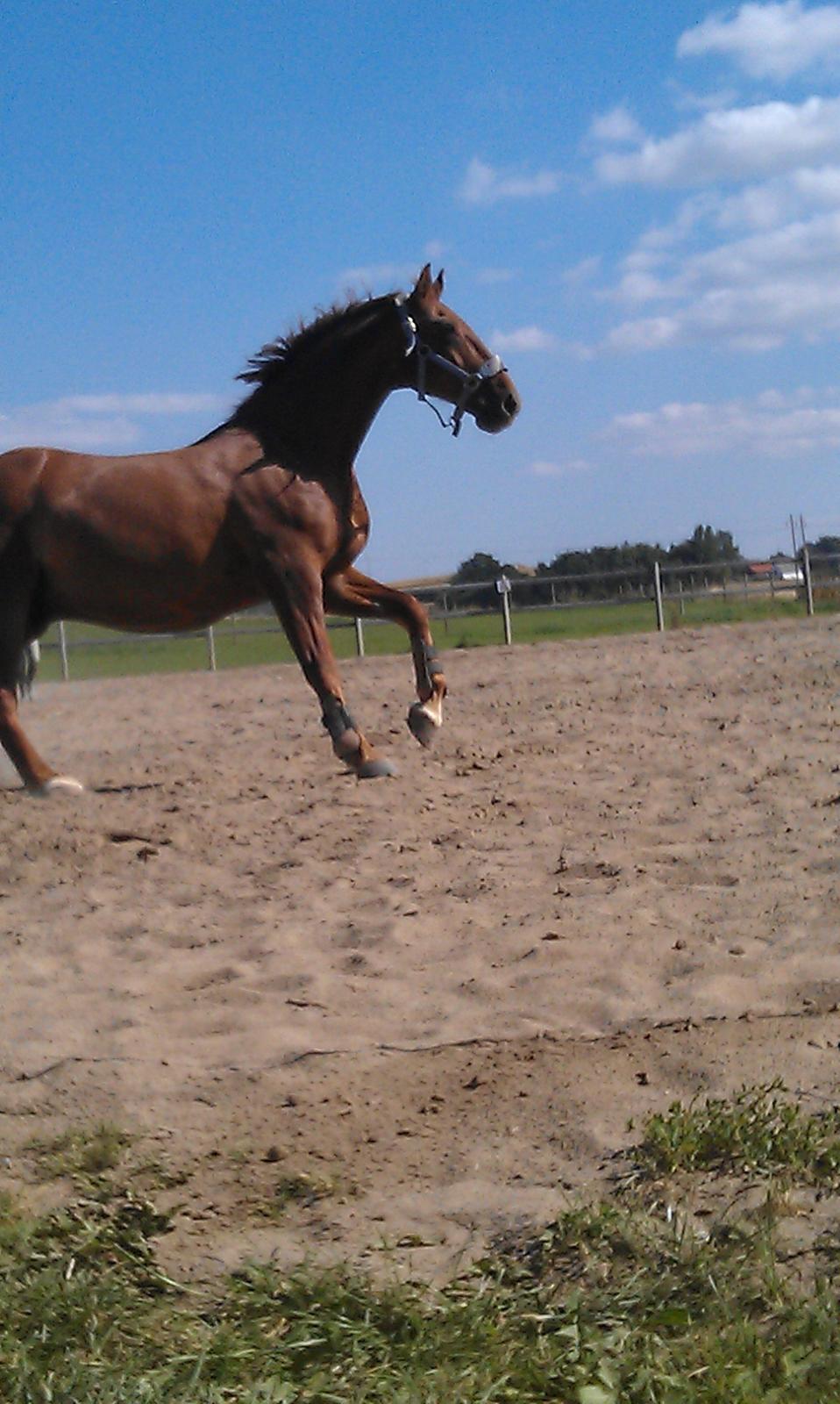 Frederiksborg Trymer billede 13