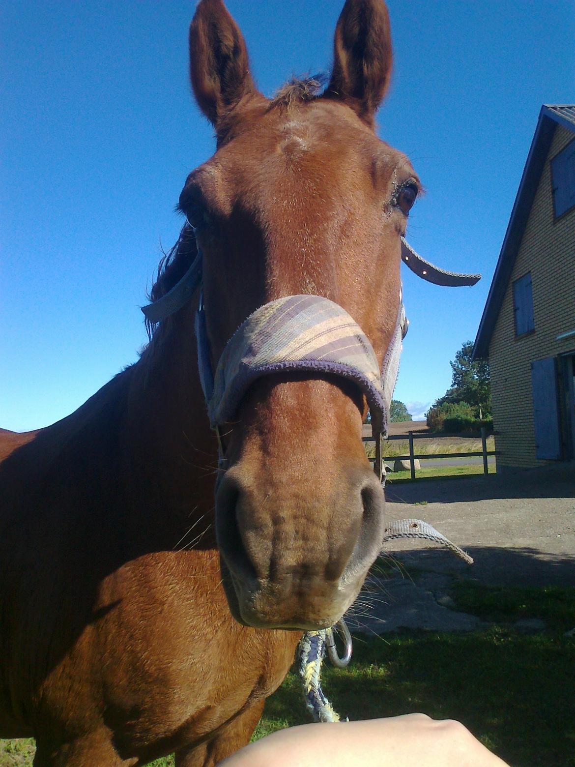 Frederiksborg Trymer billede 15