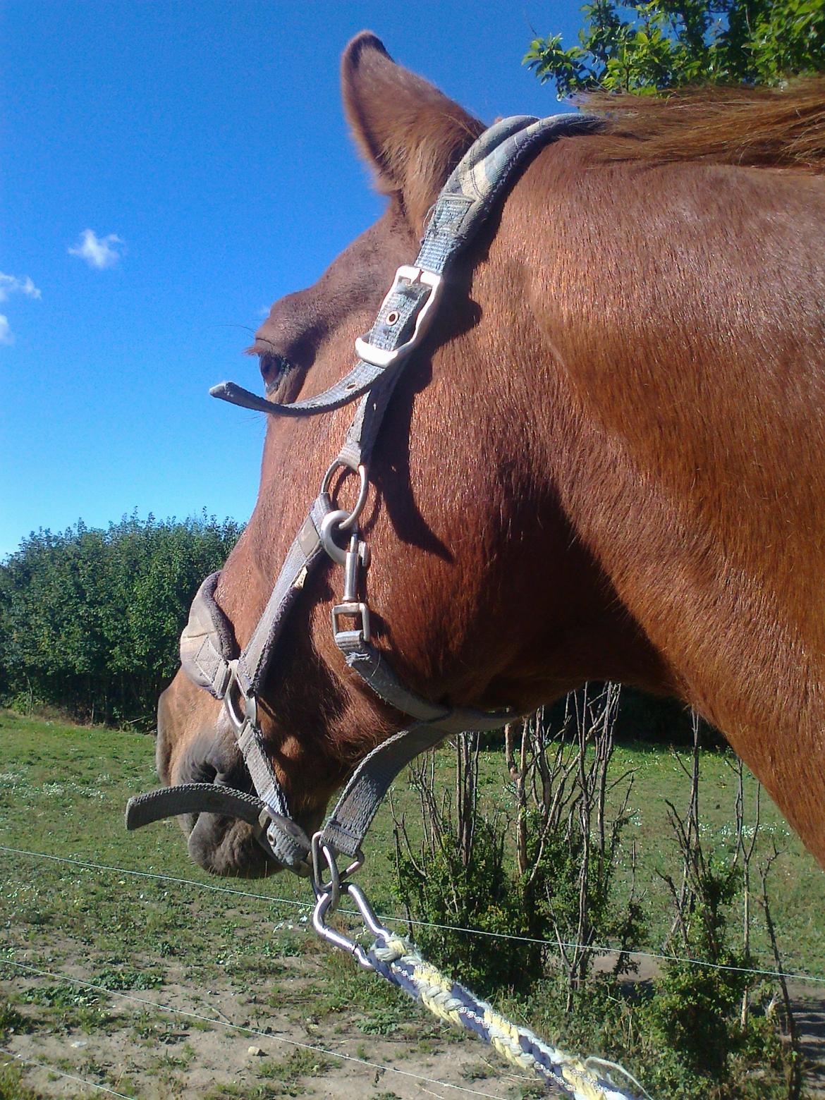 Frederiksborg Trymer - Smukke dreng <3 billede 16