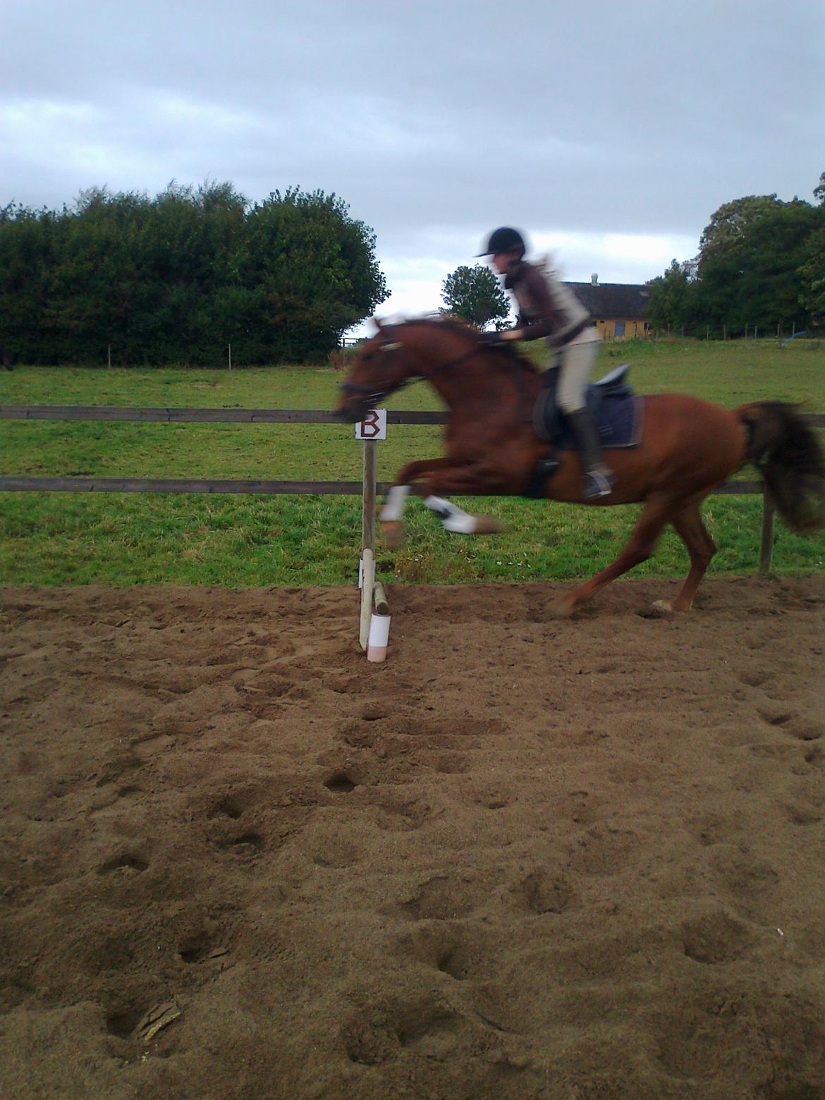 Frederiksborg Trymer - Når han slapper lidt mere af ;D <3 billede 19