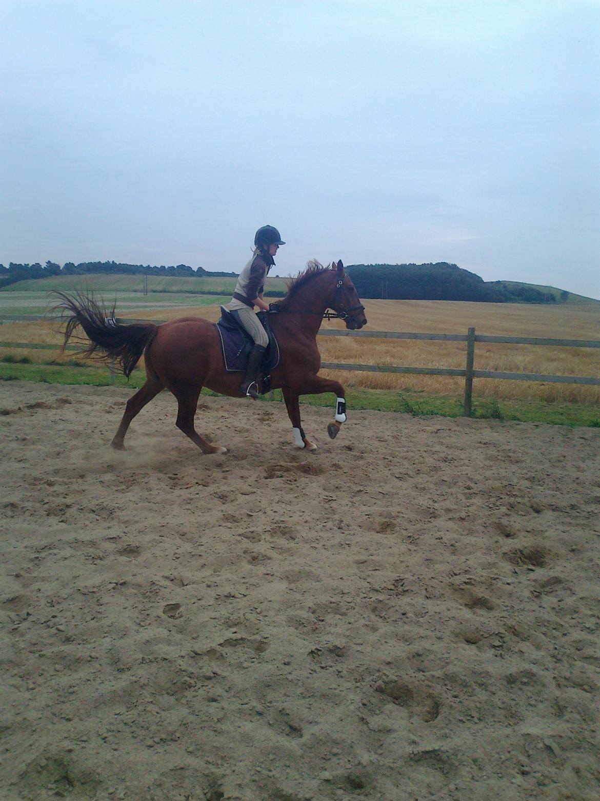 Frederiksborg Trymer - Har ikke lige nogle nye billeder, så i må nøjes med dem hvor jeg ikke rigtig har styr på ham :) billede 20