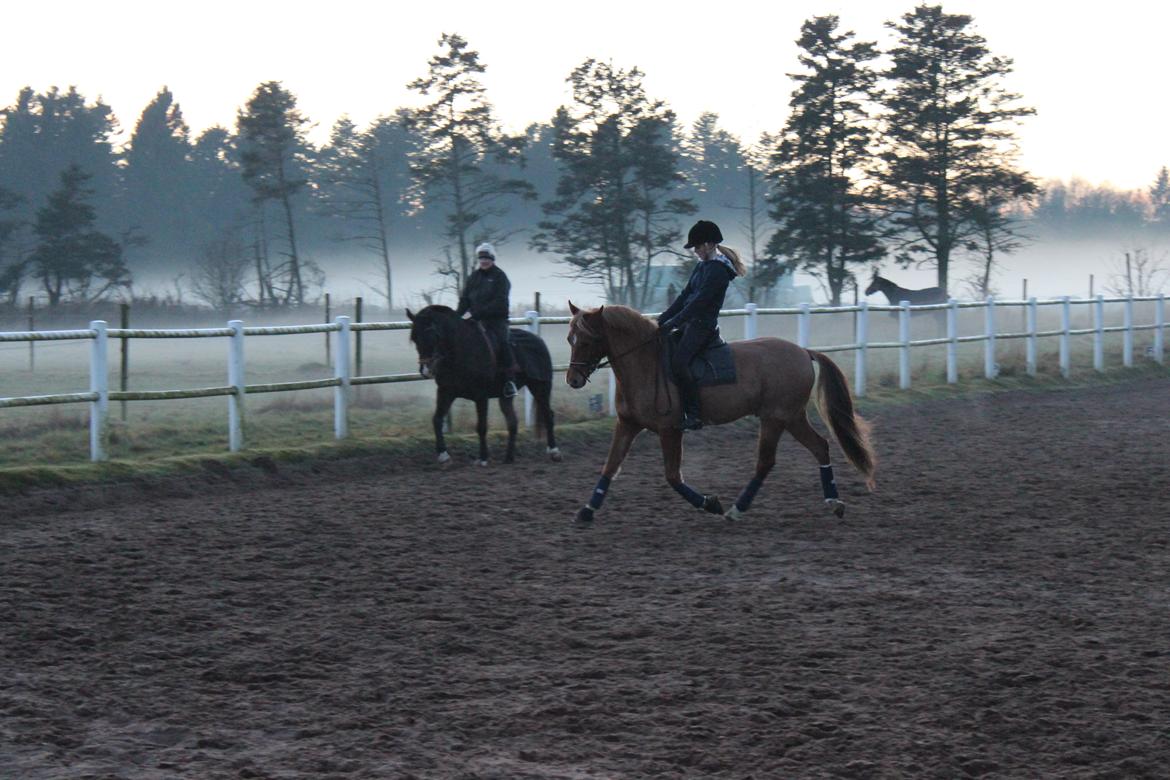 DSP Larsmindes Filanté - Aften træning d. 24/11-2012 billede 14