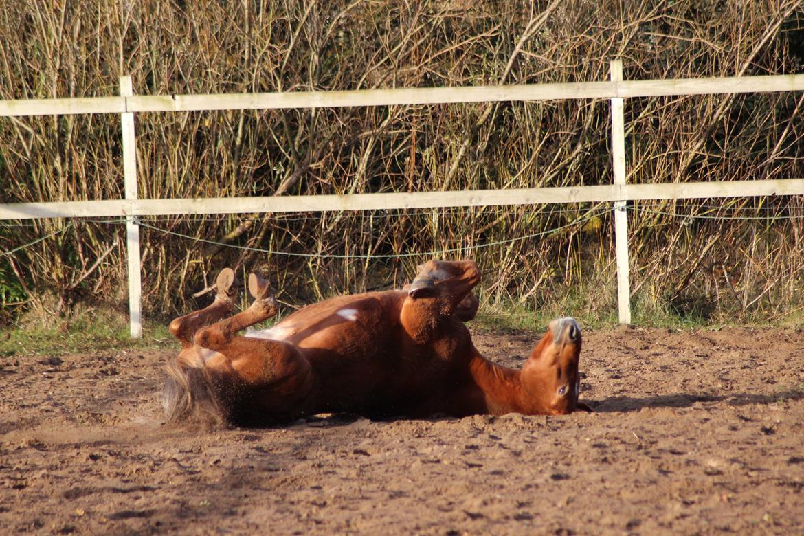DSP Larsmindes Filanté - Bassen løs på banen, efter stævne <3 billede 15