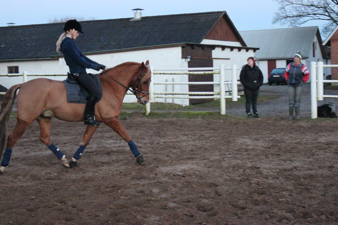 DSP Larsmindes Filanté - Træning på banen d. 24/11 2012 billede 16