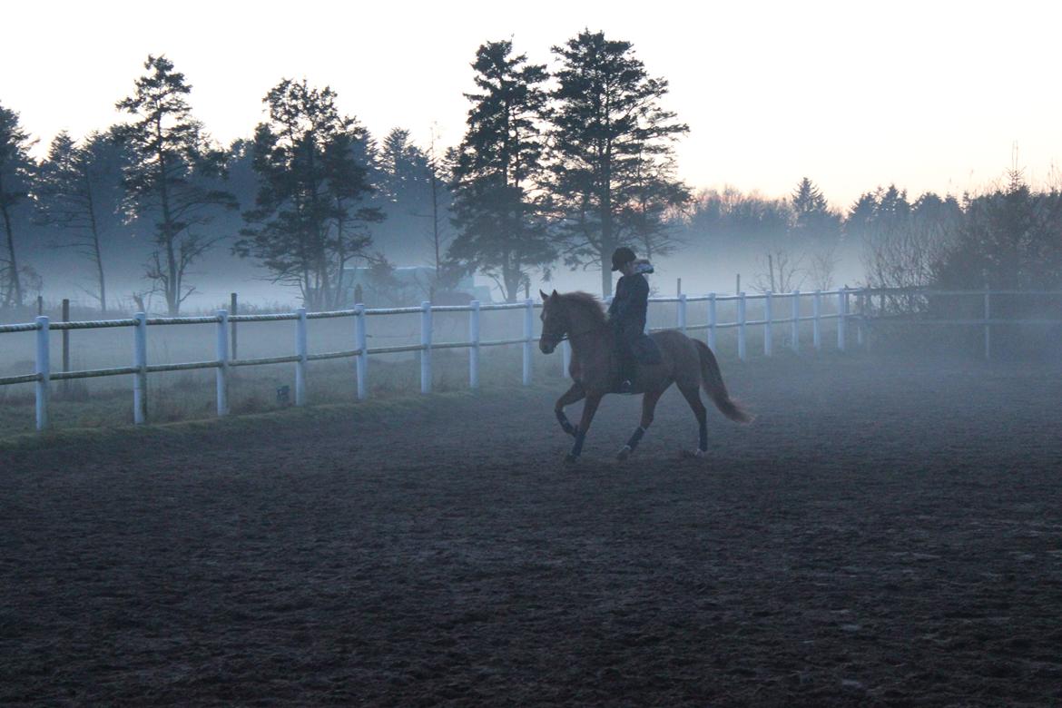 DSP Larsmindes Filanté - Igen som dig basse mus <3 billede 17