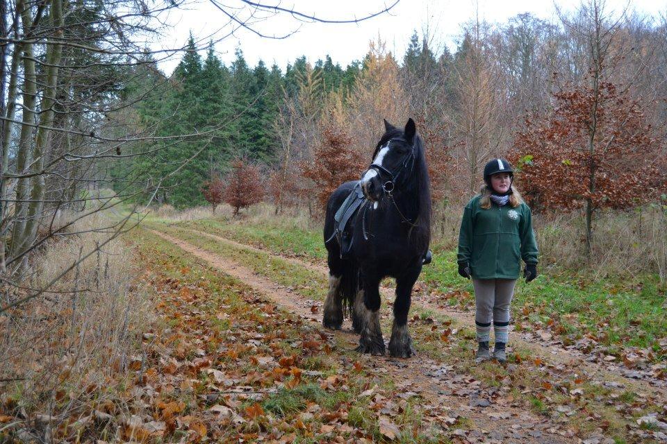 Irish Cob Pam:-* - Følelsen af at have en soulmate.<3 billede 11