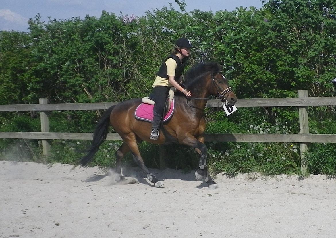 New Forest Navarana's Dion - :-) billede 4