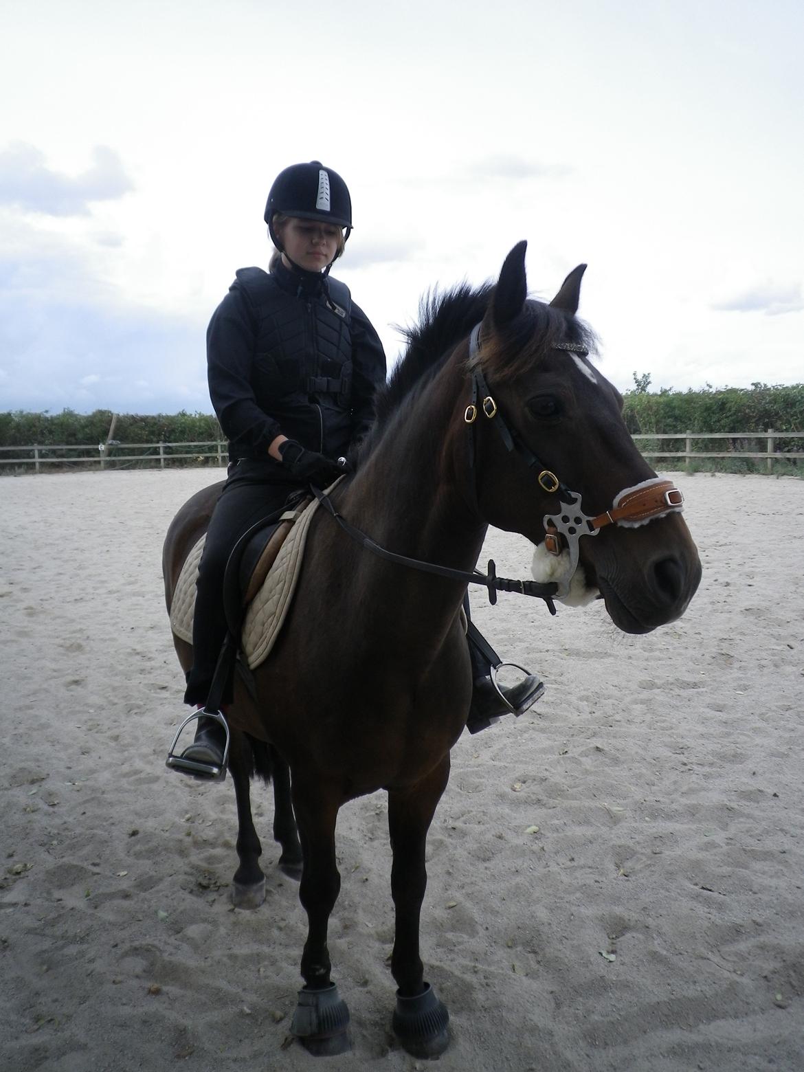 New Forest Navarana's Dion - At ride bidløst på Dion er ingen sag. Han er så dygtig!:-) billede 6