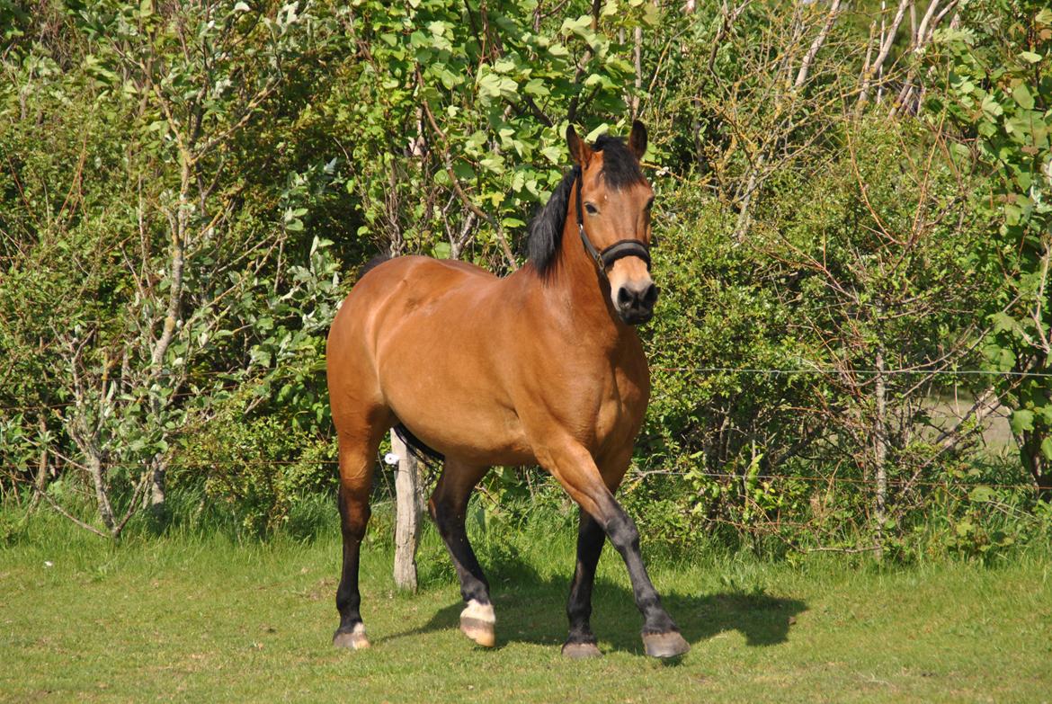 Anden særlig race Misty billede 2