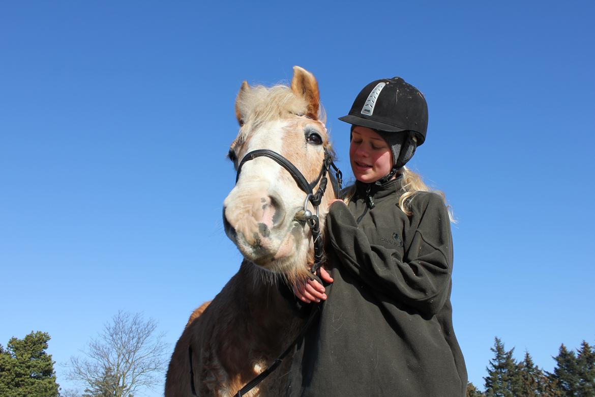 Haflinger Tulle [Solgt] - Jeg elsker dig, dejlige mus! :o) billede 5