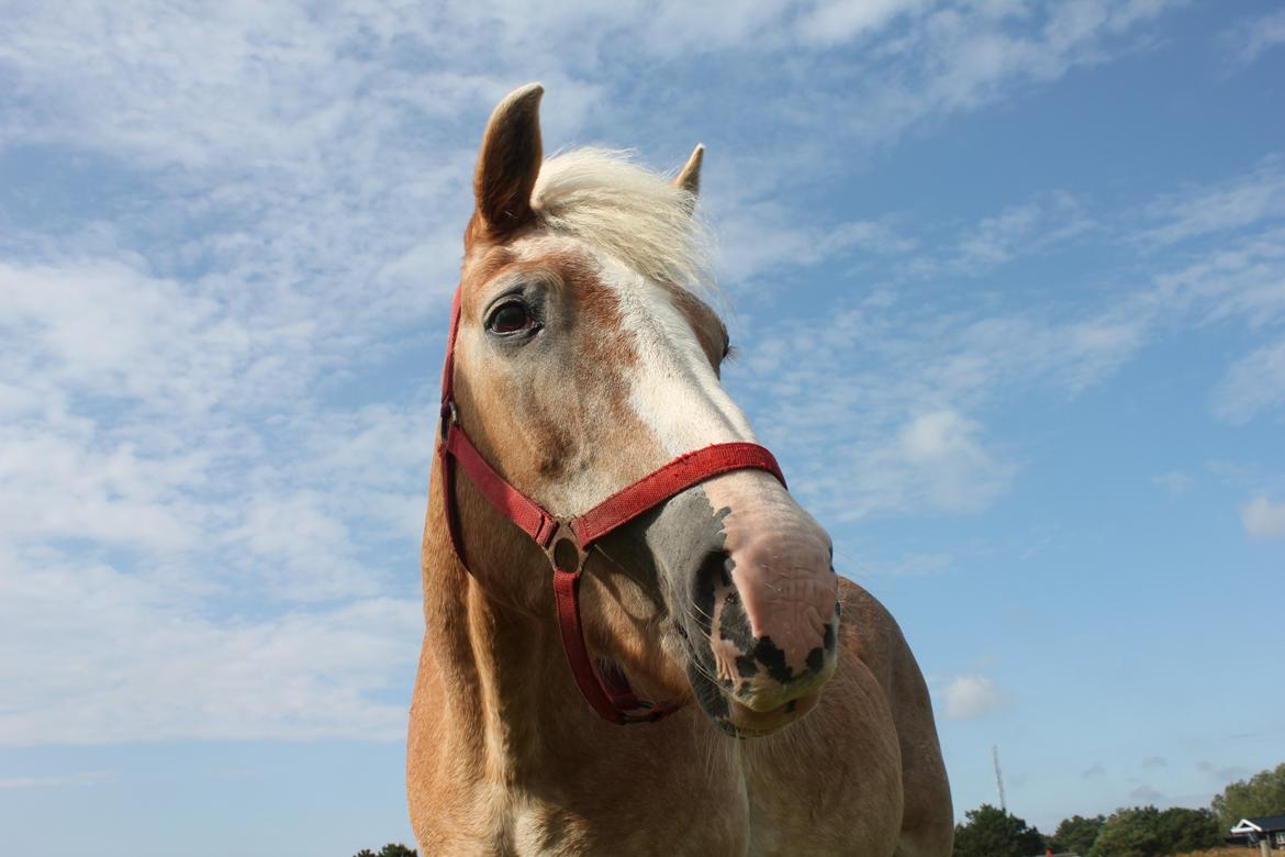 Haflinger Tulle [Solgt] - Smuksak!<3 billede 3