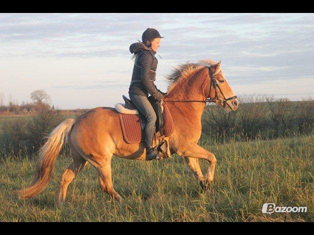 Haflinger Lucky billede 8