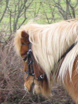 Shetlænder Flicka *Solgt - Er hun ikke dygtig ? <3 billede 20