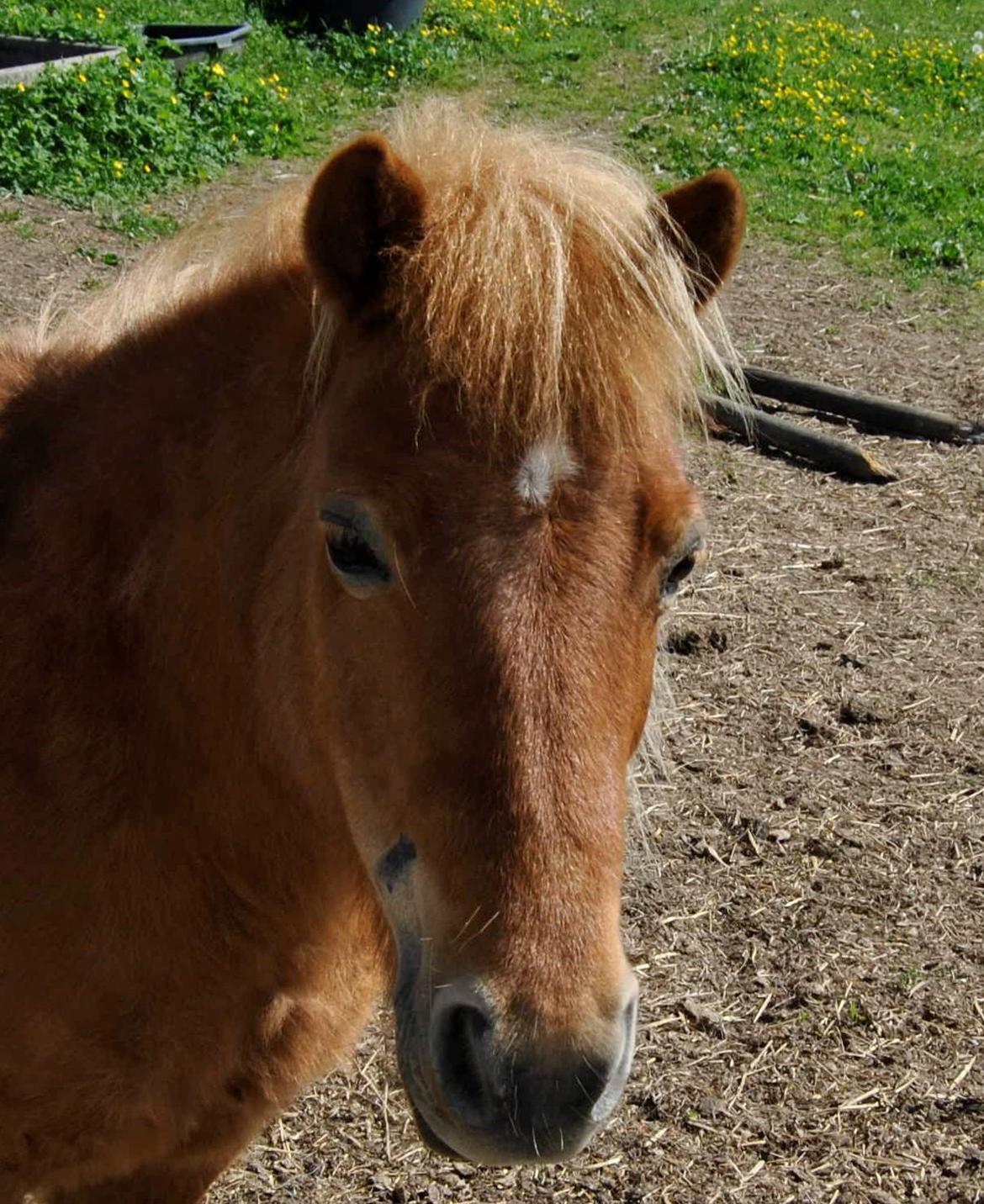Shetlænder Flicka *Solgt billede 1