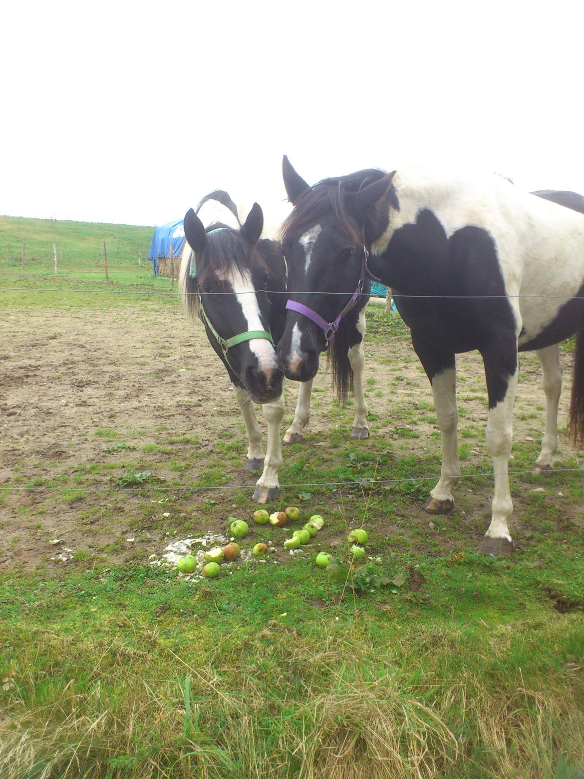 Pinto Sally - Sally og Jessey guffer æbler i sig :b billede 11