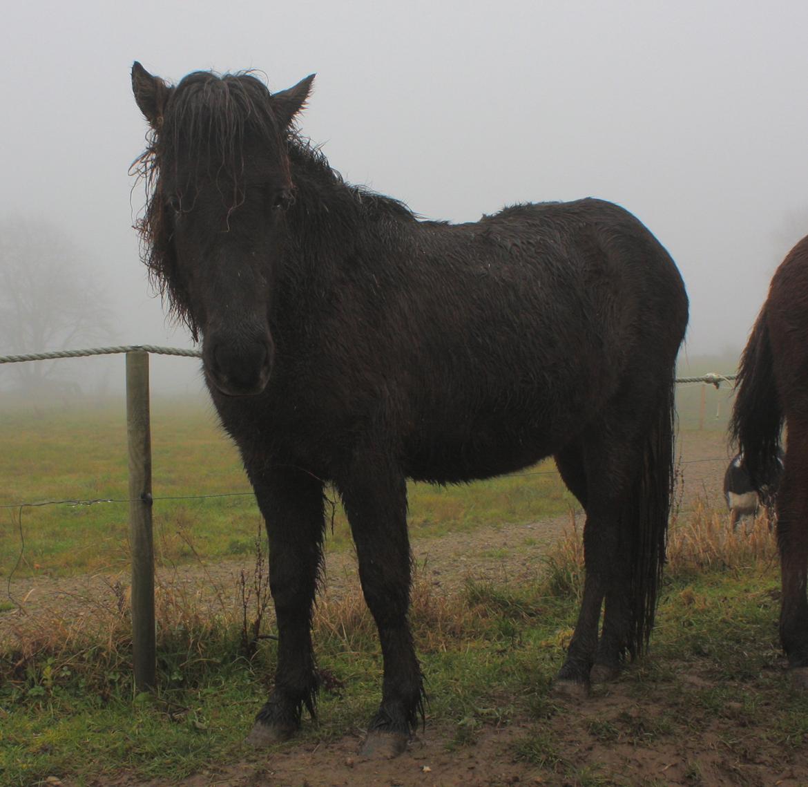 Islænder Dúfa fra Tyrvoldsdal - Hun er vokset .. og er drivvåd, haha ^^' Ikke bedste billede dag, men havde lige mulighed for at låne kamera. billede 10