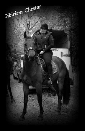 Anden særlig race Sibiriens Chestar billede 15