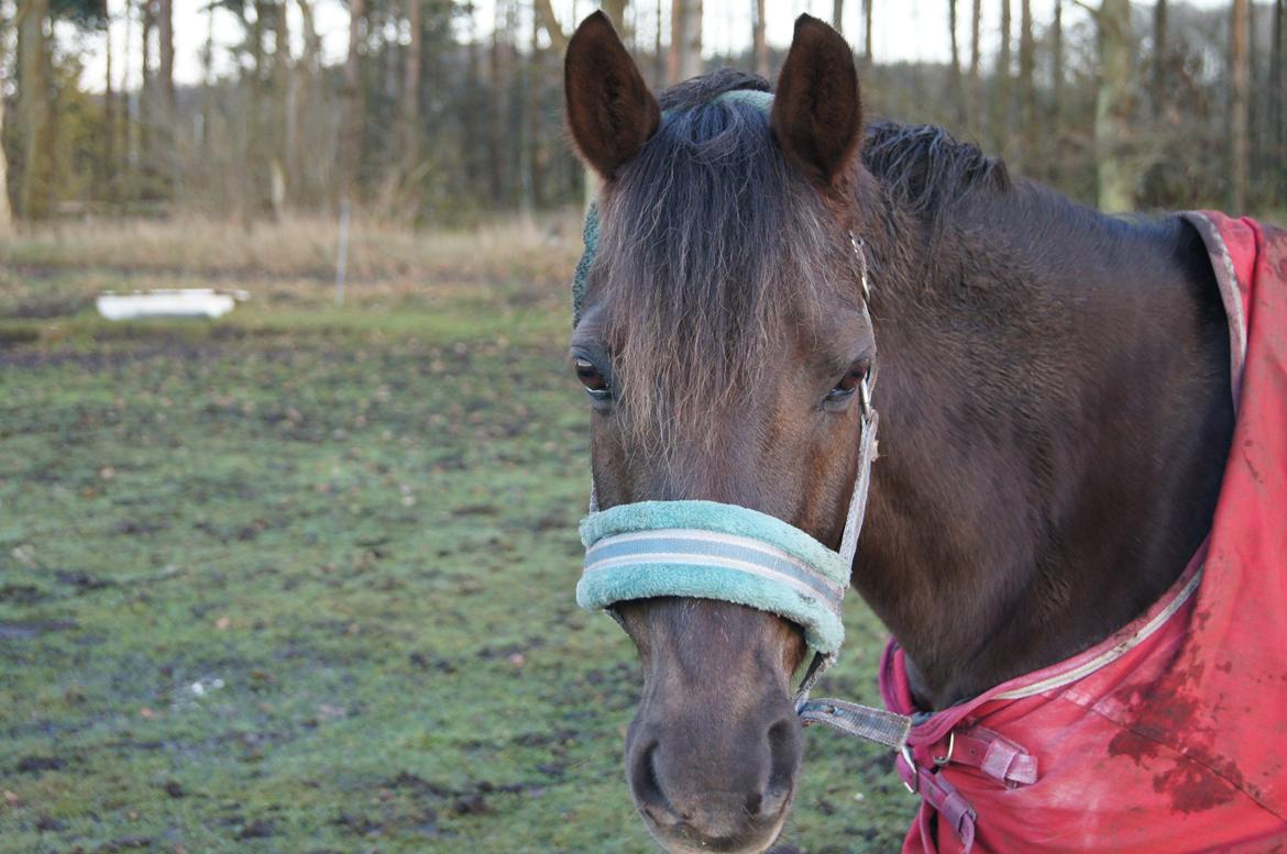 Anden særlig race Ibrahim - verdens smukkeste Ibsen, på fold <3 billede 19