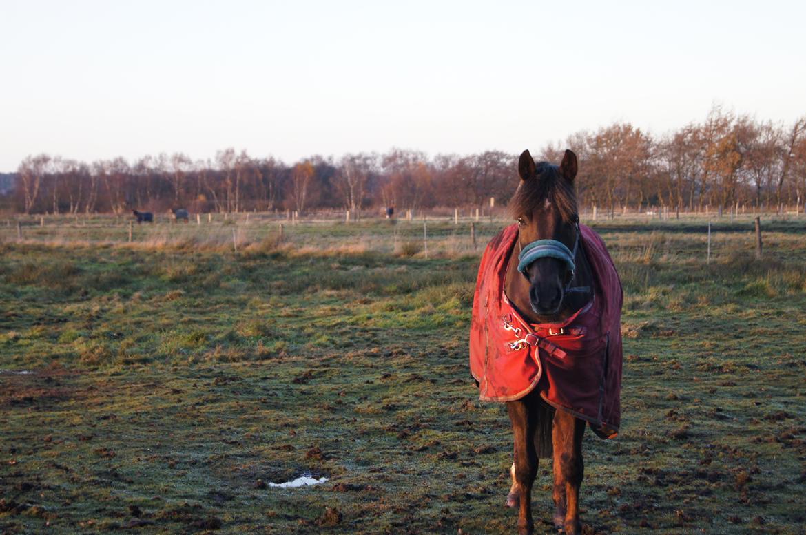 Anden særlig race Ibrahim - hvis du bad mig råbe ud til hele verden, at jeg elsker dig - vil jeg kun hviske det i dit øre, for du er hele min verden!!!!!!!!!!<3 billede 38