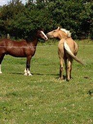 Welsh Cob (sec D) Rytterbjergets Nico - Nico der hilser på min venindes pony Eos.
( 10 sek. efter dette billede lavede han et super flot hingste stejl) billede 1